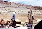 Palestinian shepherds in the West Bank, near Bethlehem