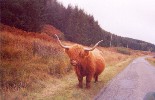 17 Highland cow on Mull, near Fionnephort